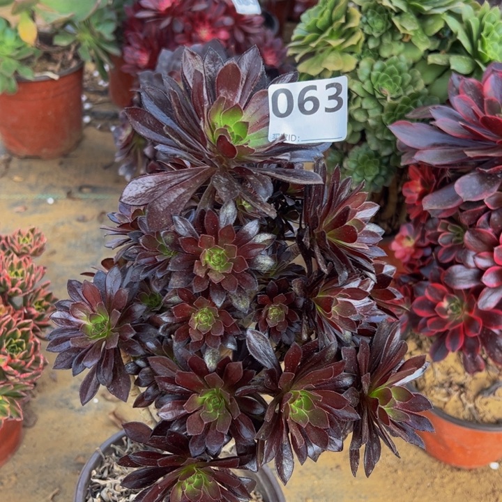 黑法师多肉植物063