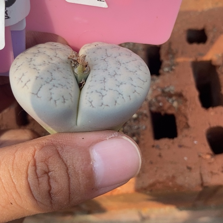 顺****生石花等植物的生长495