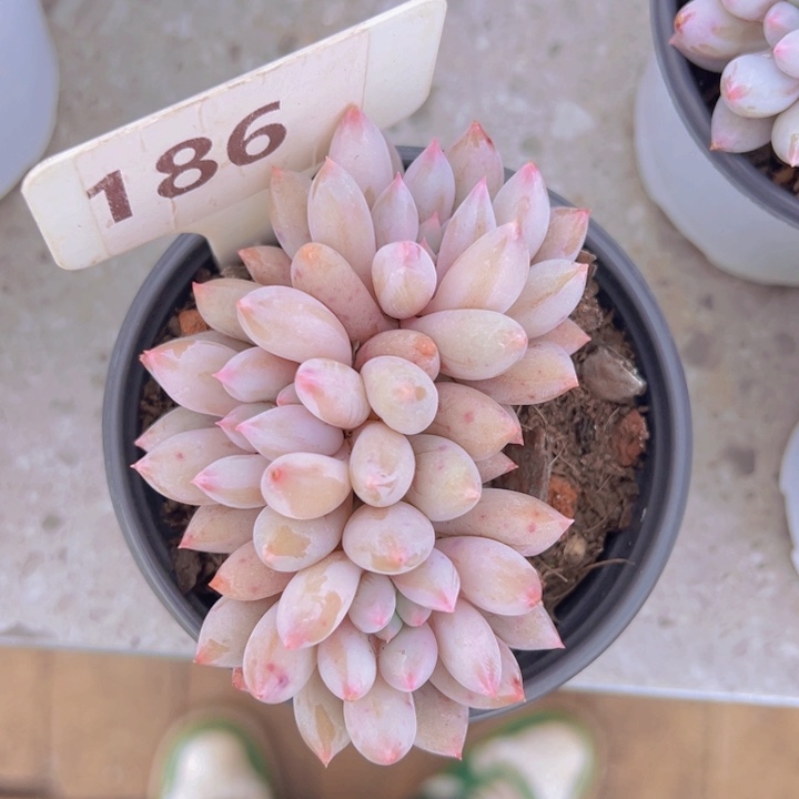 健健康康平平安安