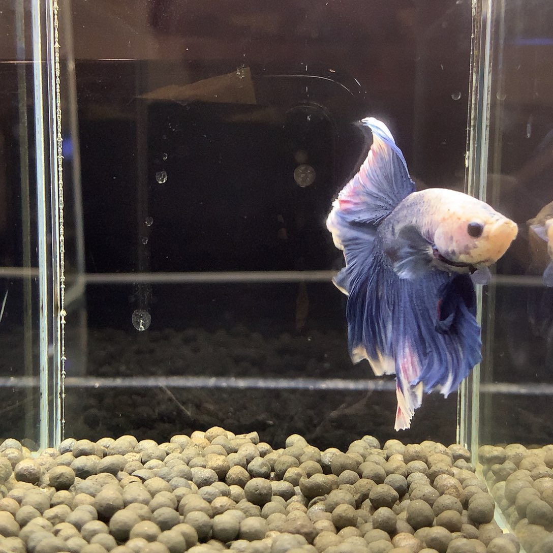 斗鱼七弟泰国斗鱼366