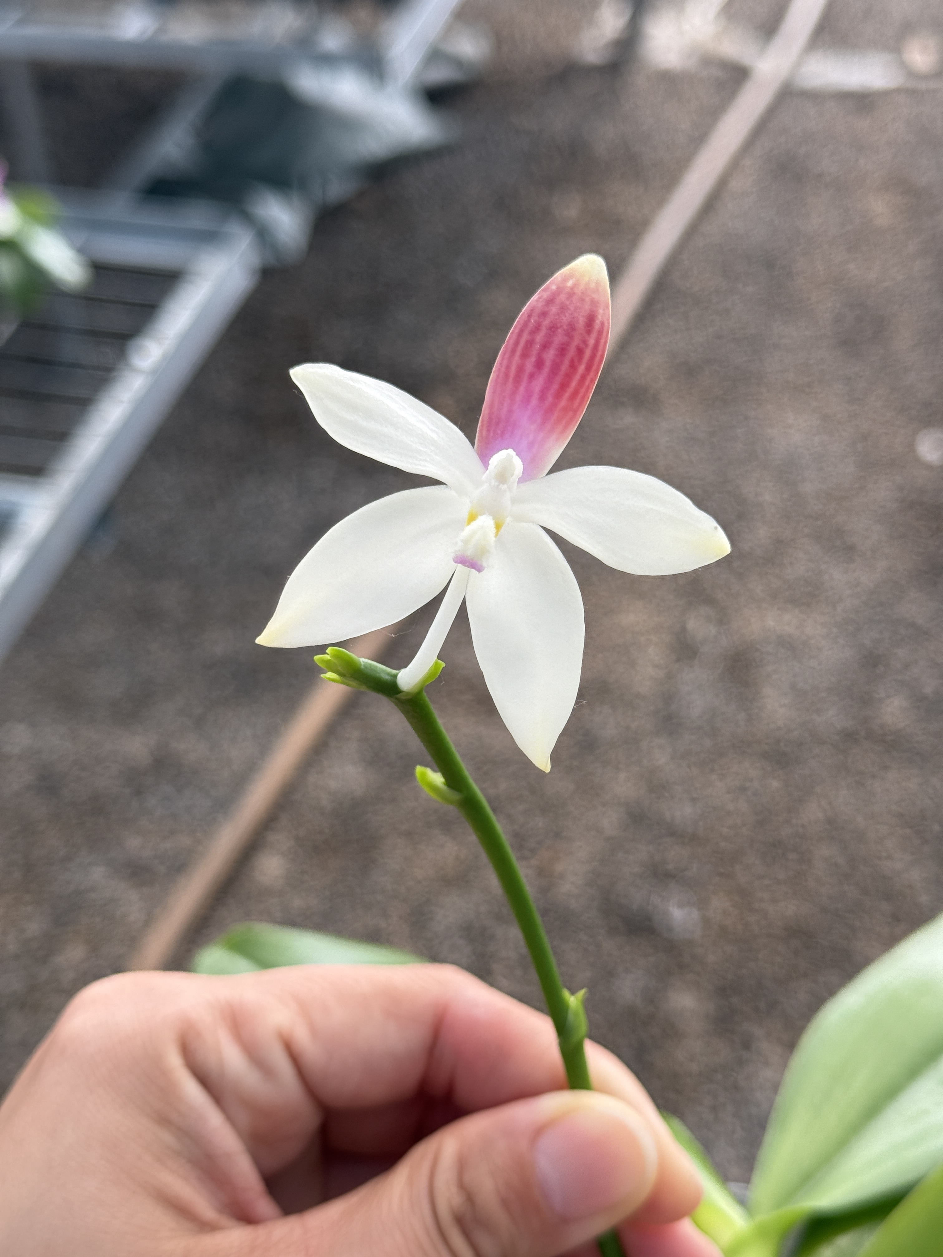 上新福利：实生杂交趣味兰【C1交C2】，浓香型，红白跳瓣，2.8寸