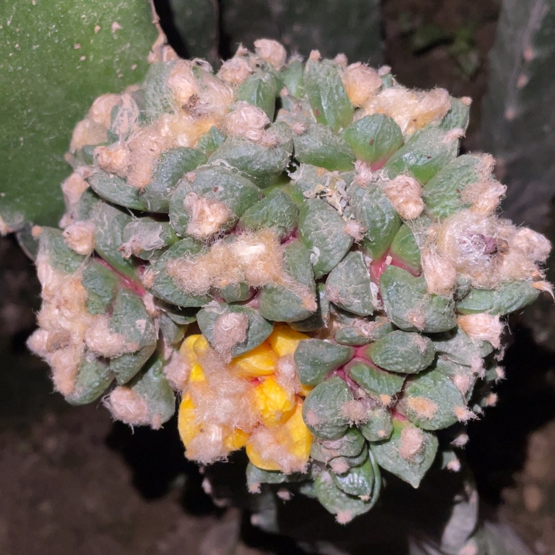 龟甲牡丹大锦群 冠幅13加