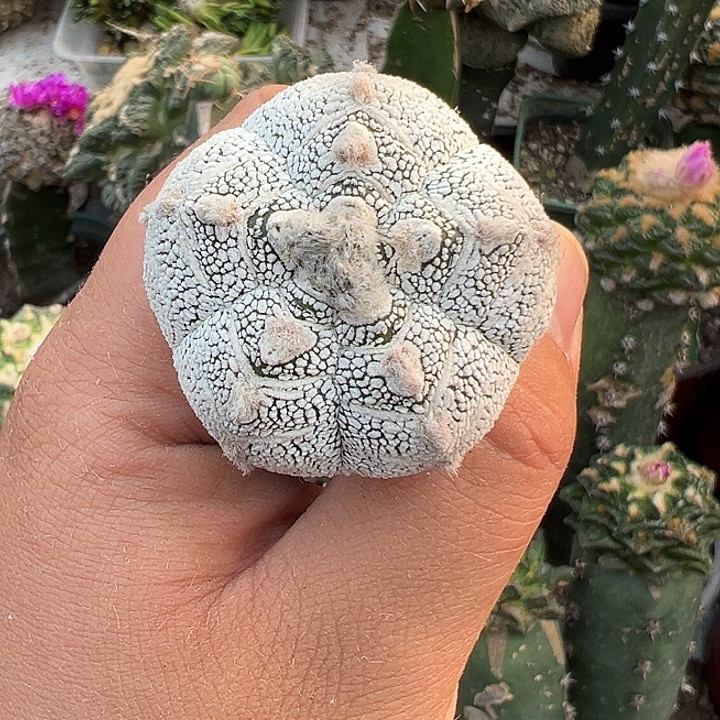 胖矮体龟甲恩冢仙人球877