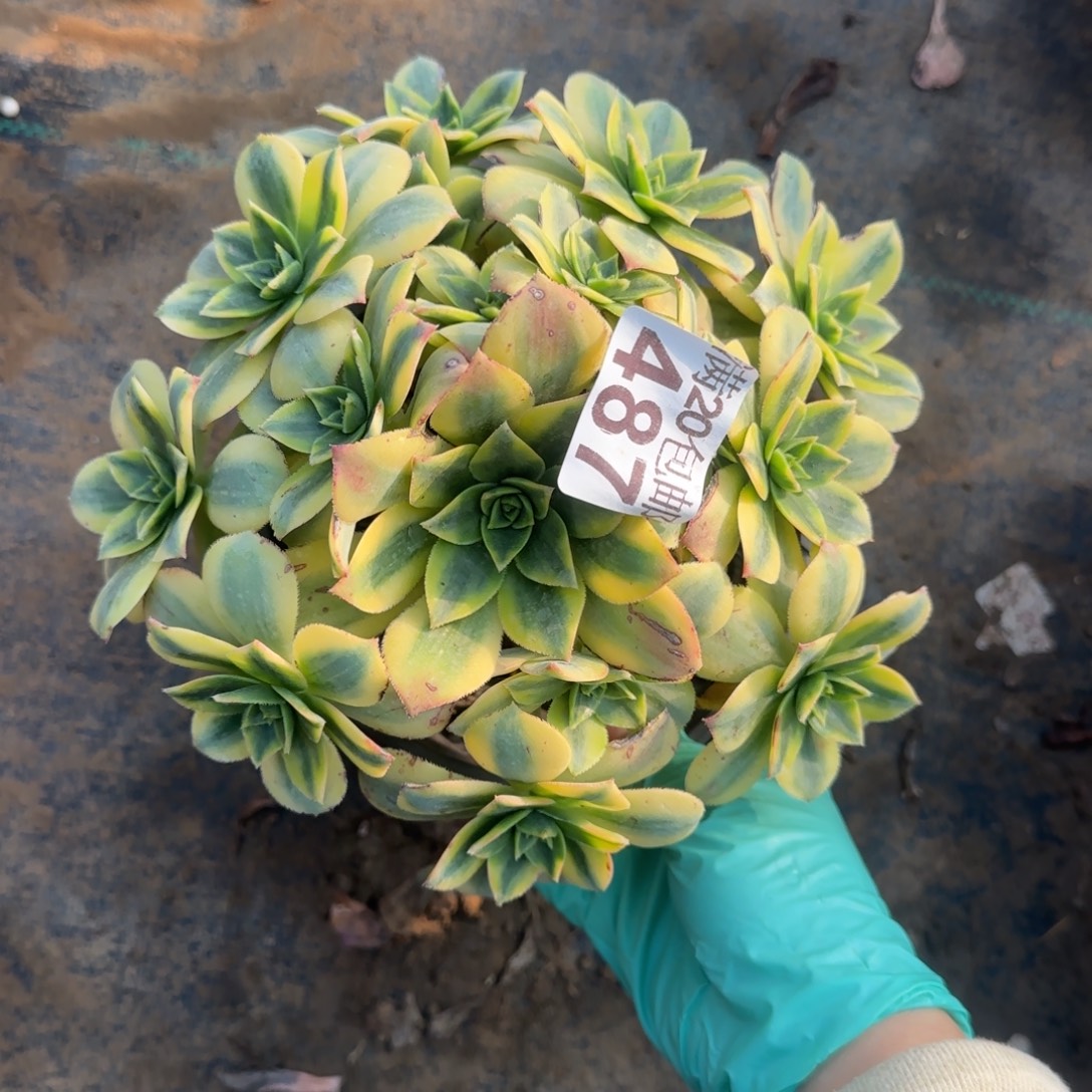 星爆487满20包邮断枝不包