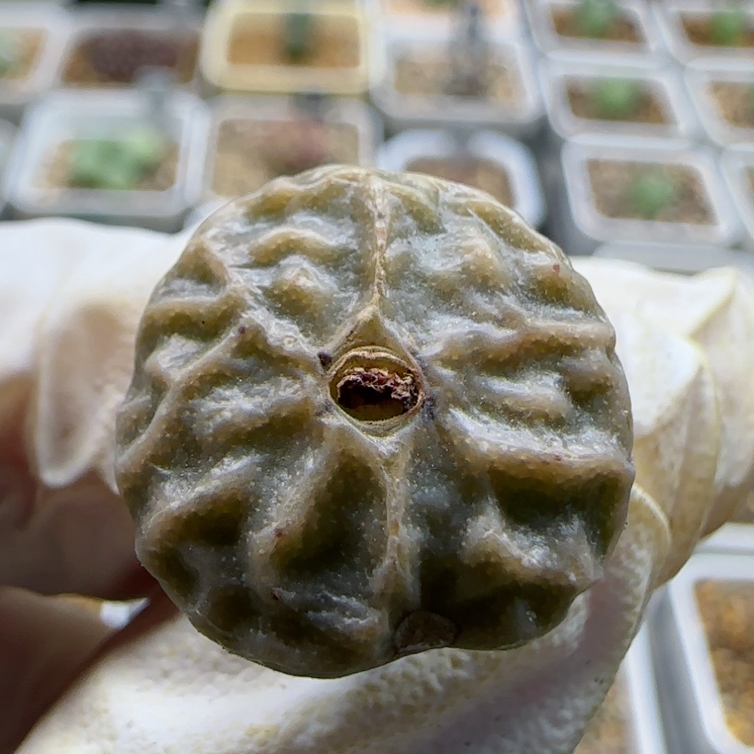 1-12-240当天满58包邮超烧1.8cm左右多肉脱土