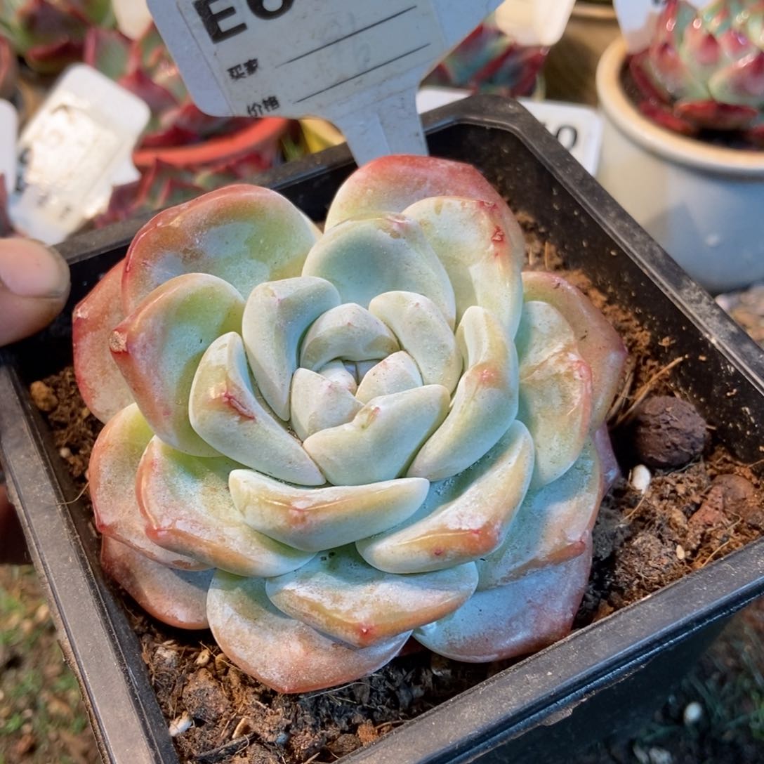 冰玉多肉植物605