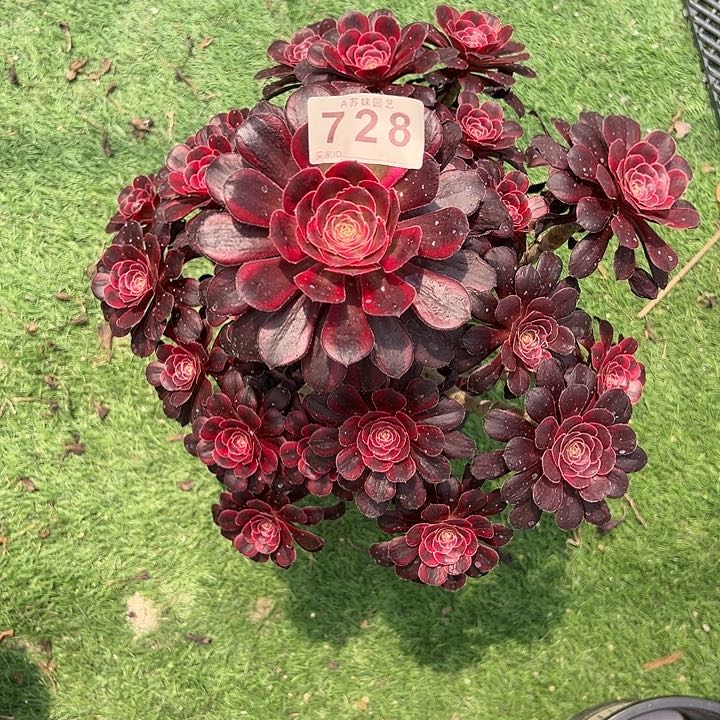 无花朵728丽娜多肉