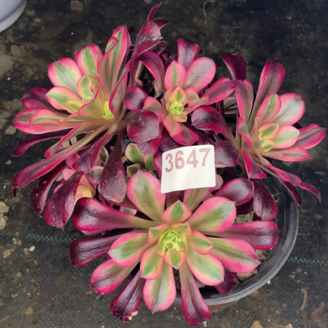 3647美杜莎便宜处理不售后