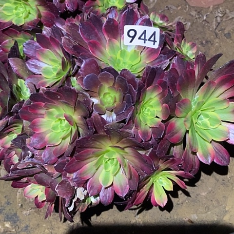 多肉植物法师944安娜