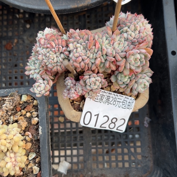 幸运的是我还在努力幸运