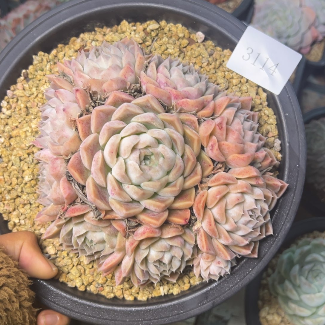 吴****呀3114多肉多多多多