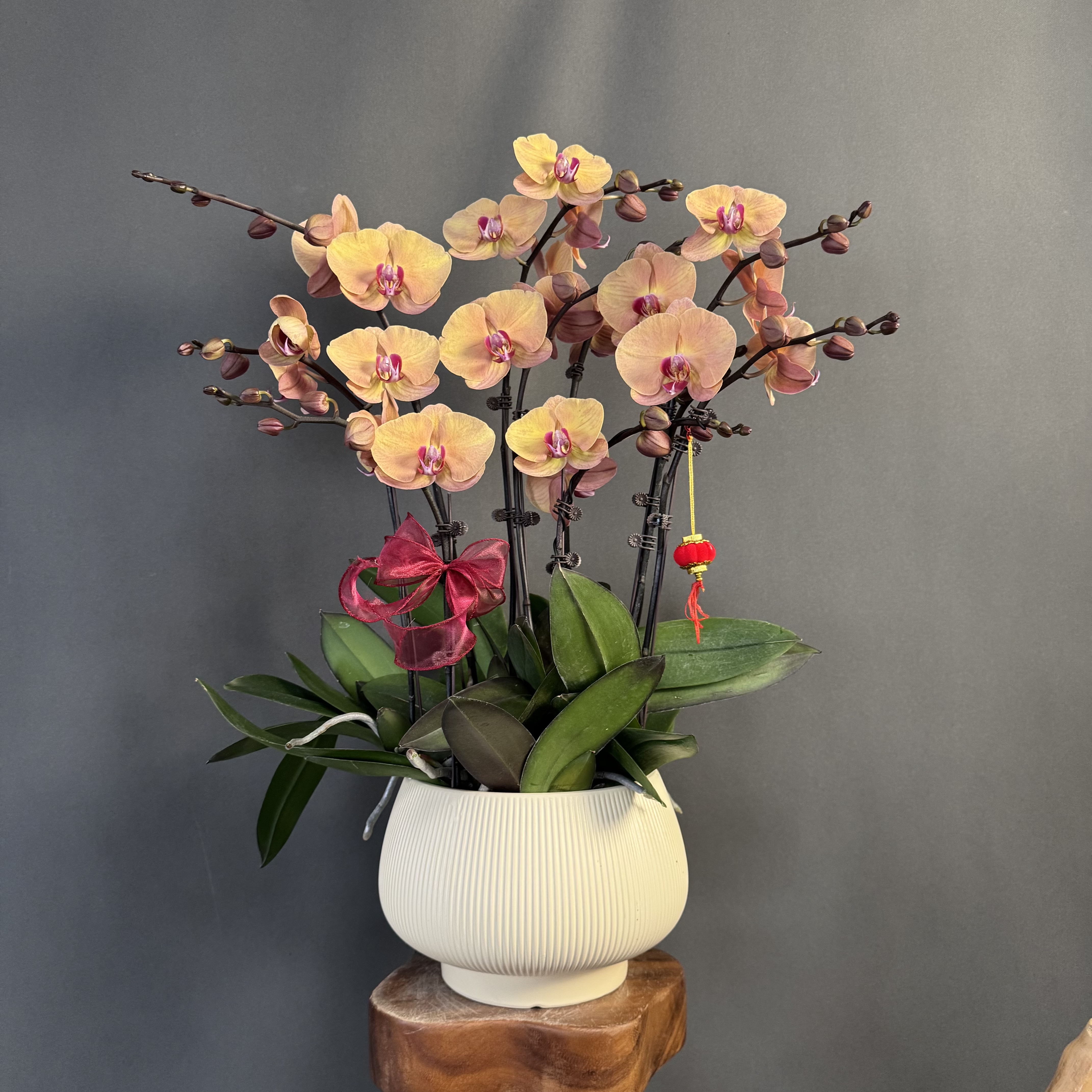 【焦糖】欧品 复古金色系大型花花 好开耐摆 蝴蝶兰 室内花卉