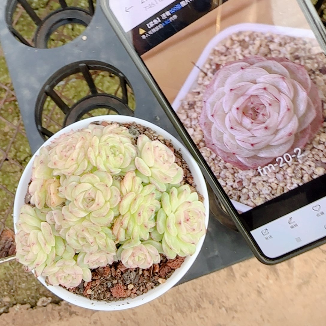 皓***养0102-99（fm-20-2）优选