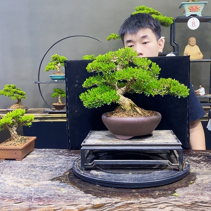 无花朵黄杨盆景四季常青