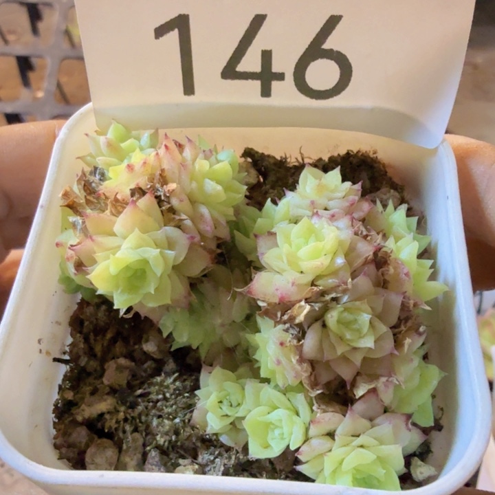 146.qqqwwwwwwqwwww