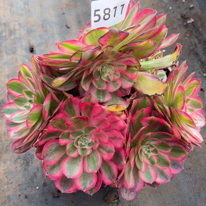 孔雀翎特价多肉发货