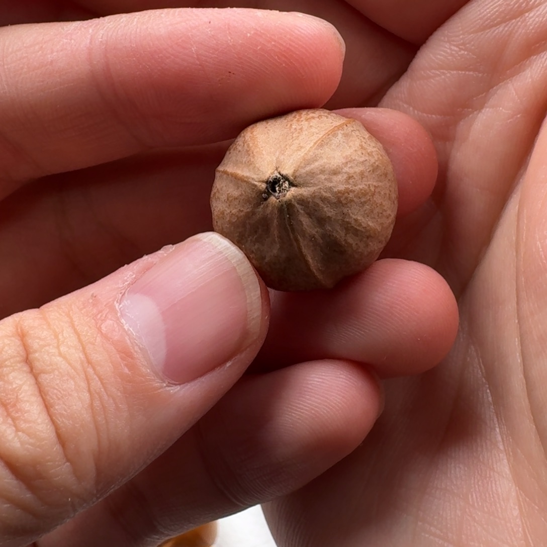 橄榄核手串/手链还**透橄榄核