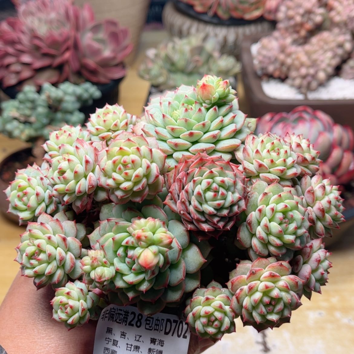 【闪购商品】702熊猫脸