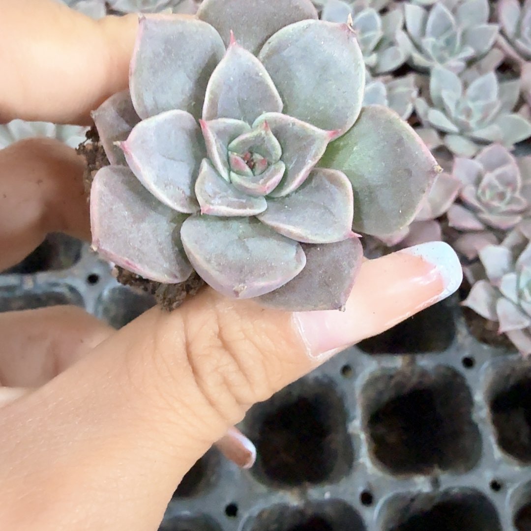 米亚穴苗3颗一组