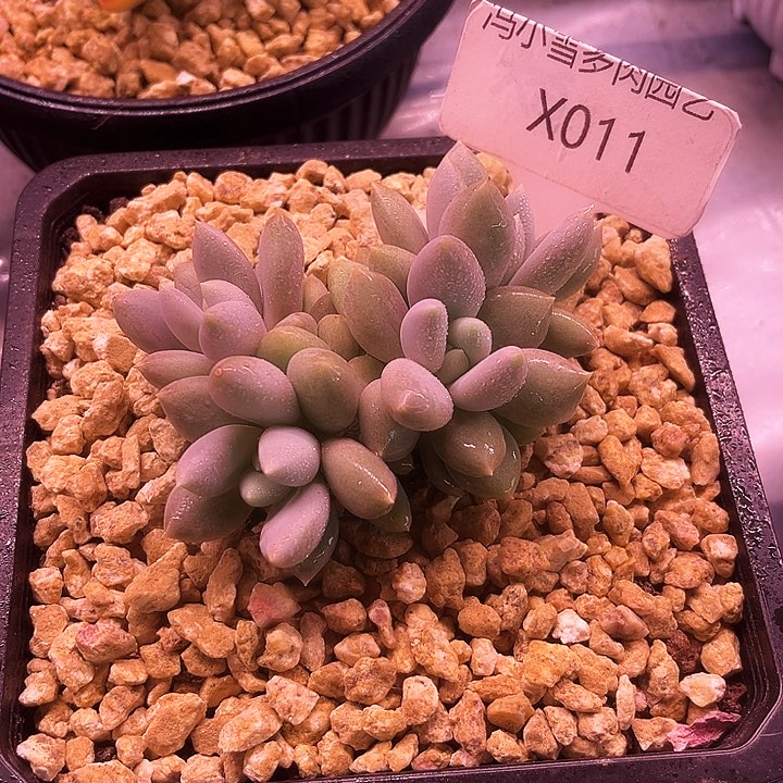 我是第一百个为妖刀应援滴打酱油