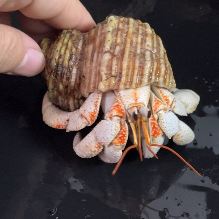 闪8号毛球3.3口径