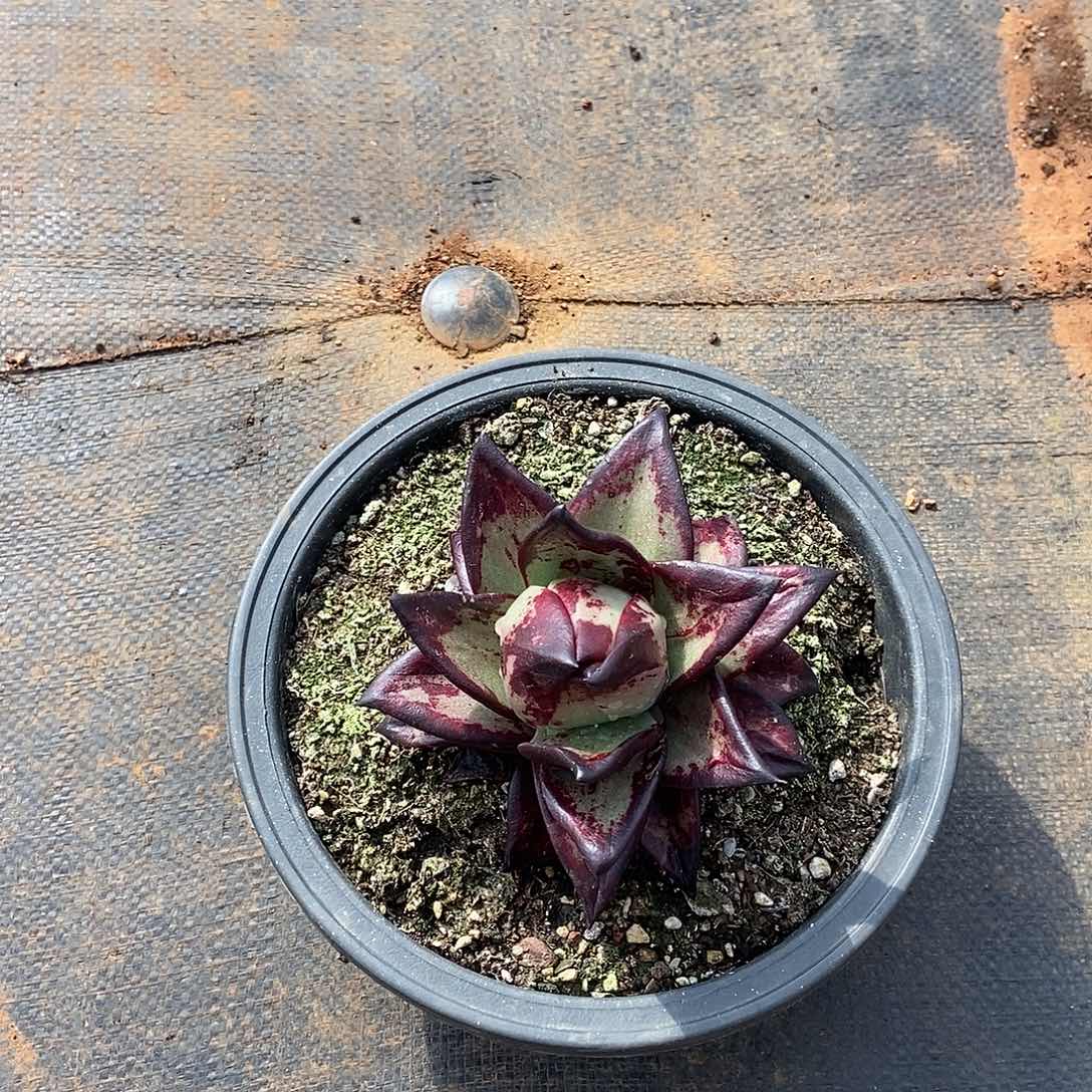 大****福利特价友情福利特价