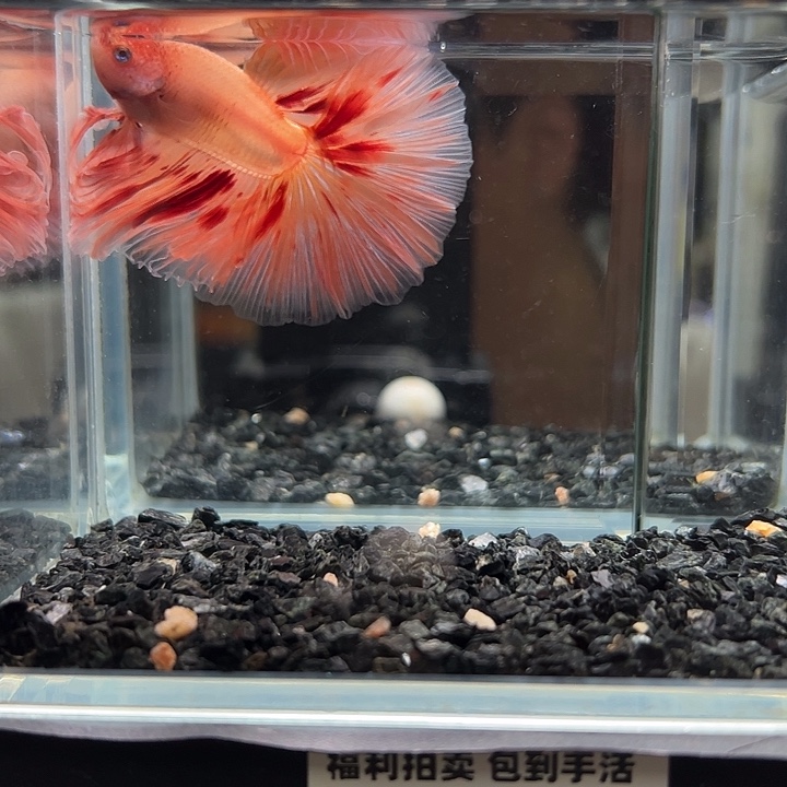 斗鱼跑单拉黑二十日63