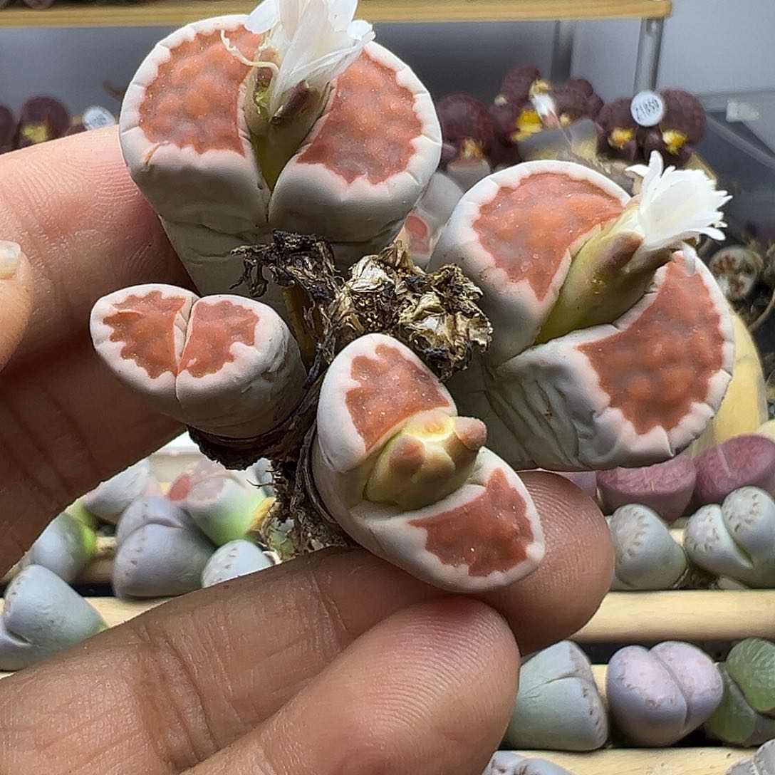 1878 生石花清货不参考