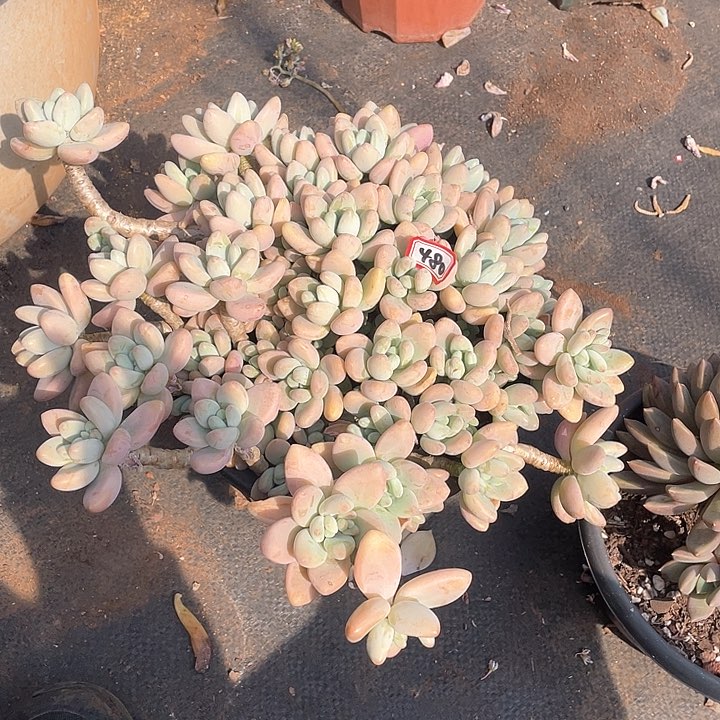 480洛神 一物一拍多肉