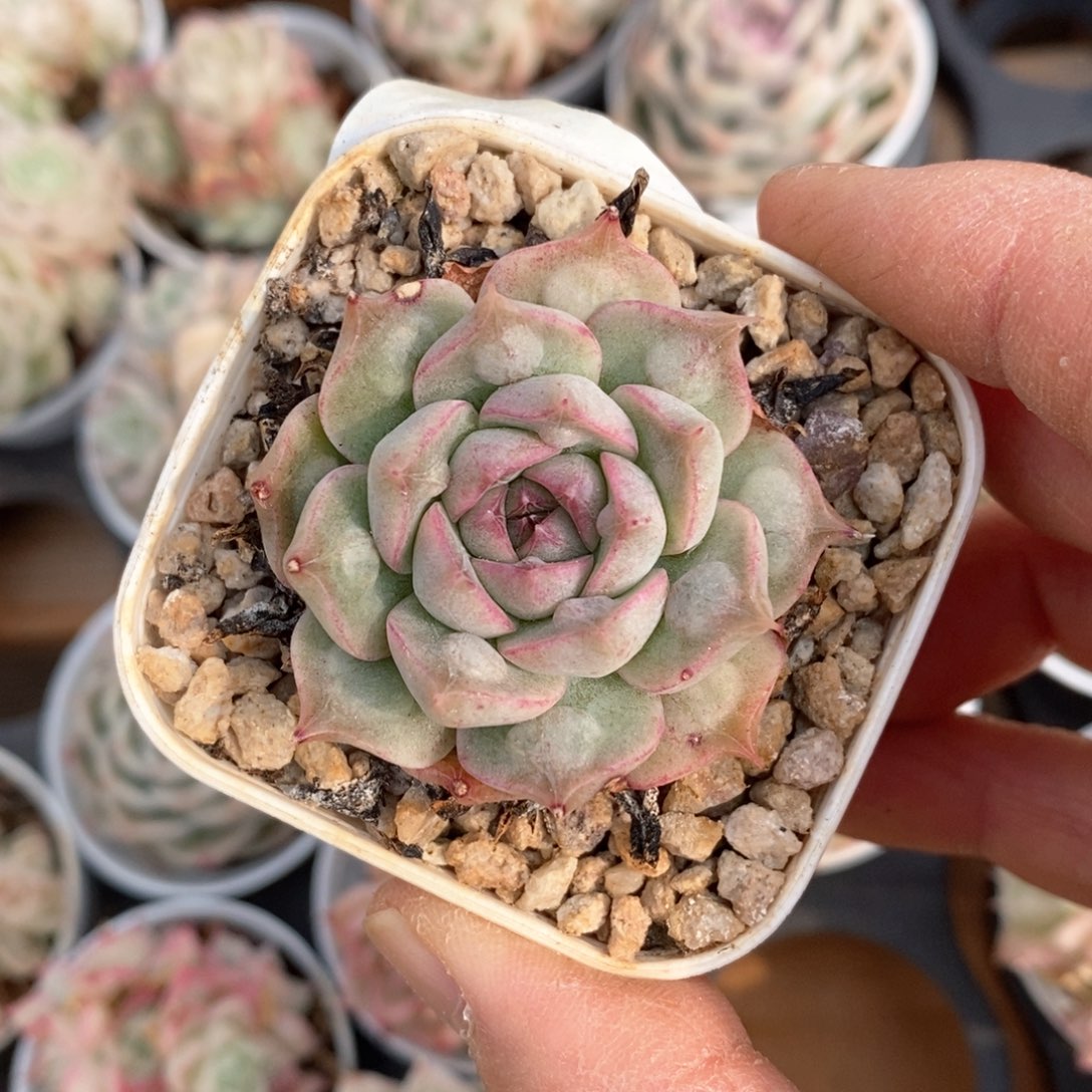 精品多肉一物一拍不包整305