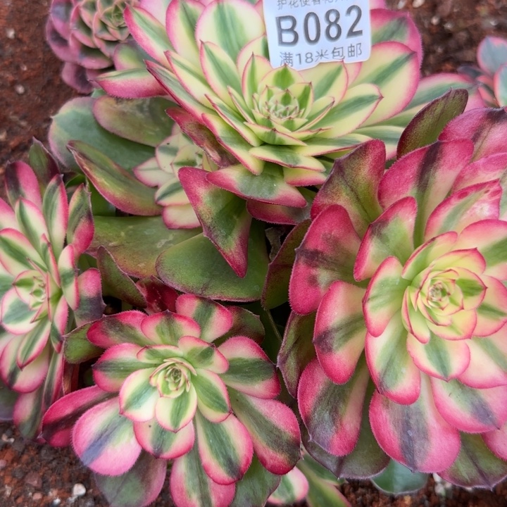 多肉法师倾城朵朵