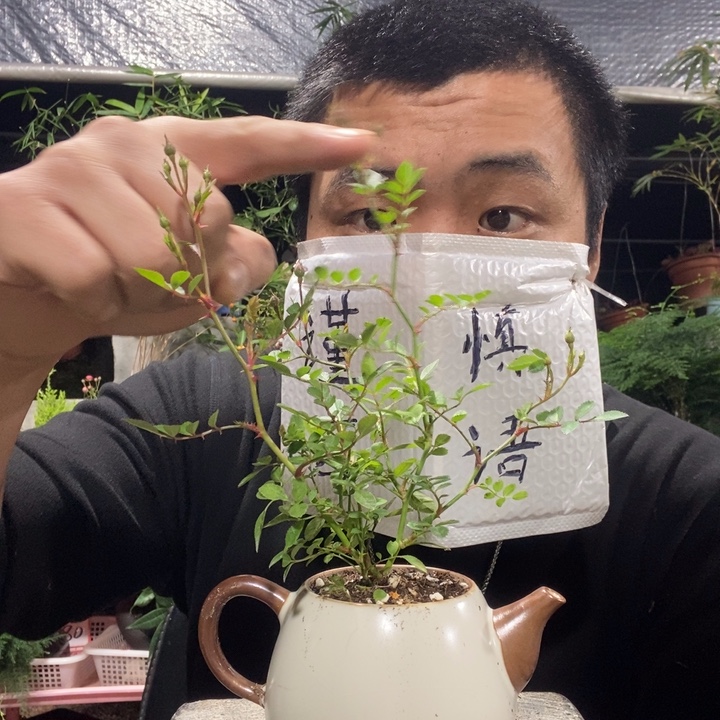 以实际为准盆景绿植盆栽114