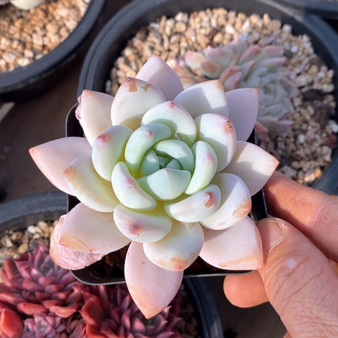 精品多肉一物一拍不包整71