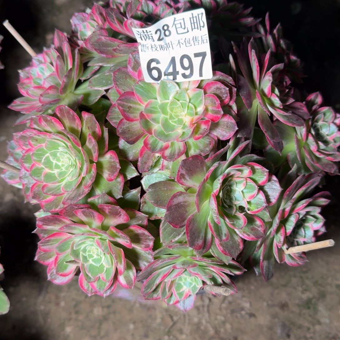 6497万花筒多肉植物