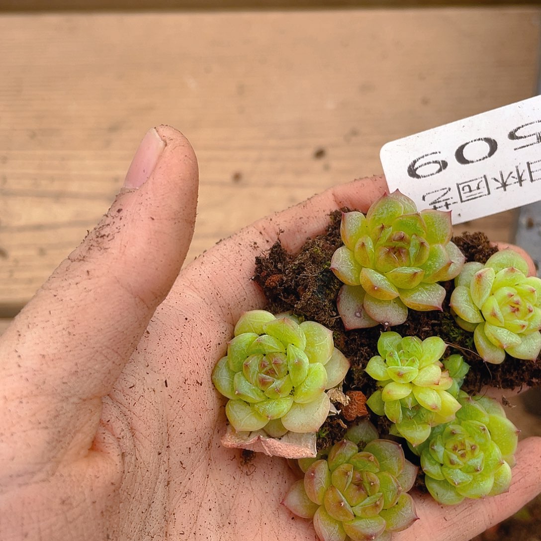 多肉植物多肉植物509