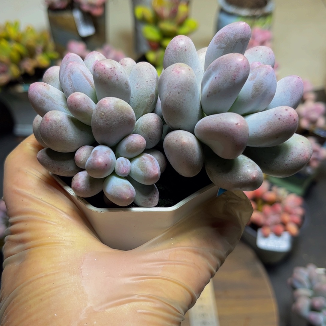 121米可奶酪11厘米多肉