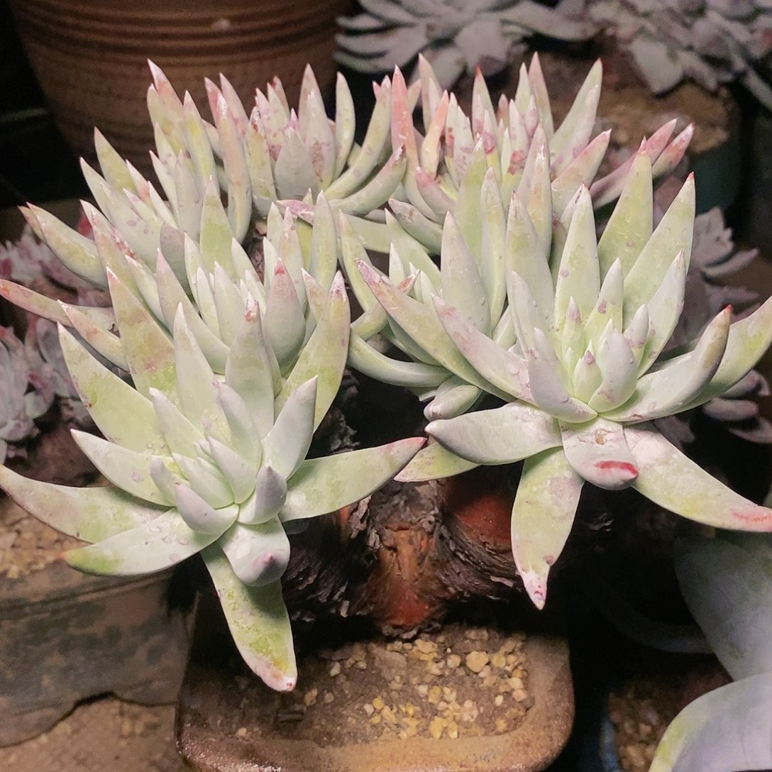 【闪购商品】哈哈哈哈文森特多肉1306