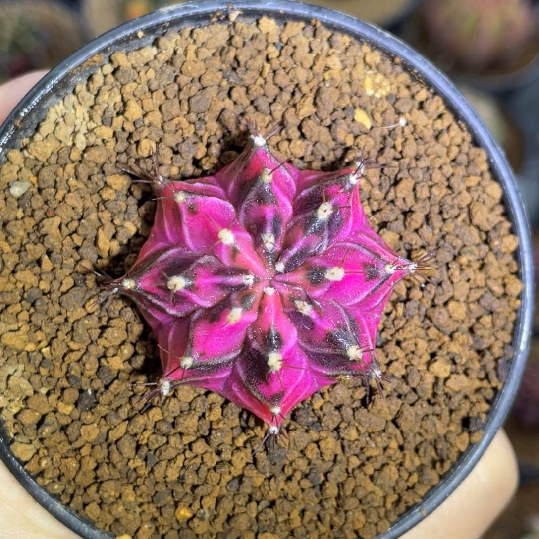 米哈星球00000000000202