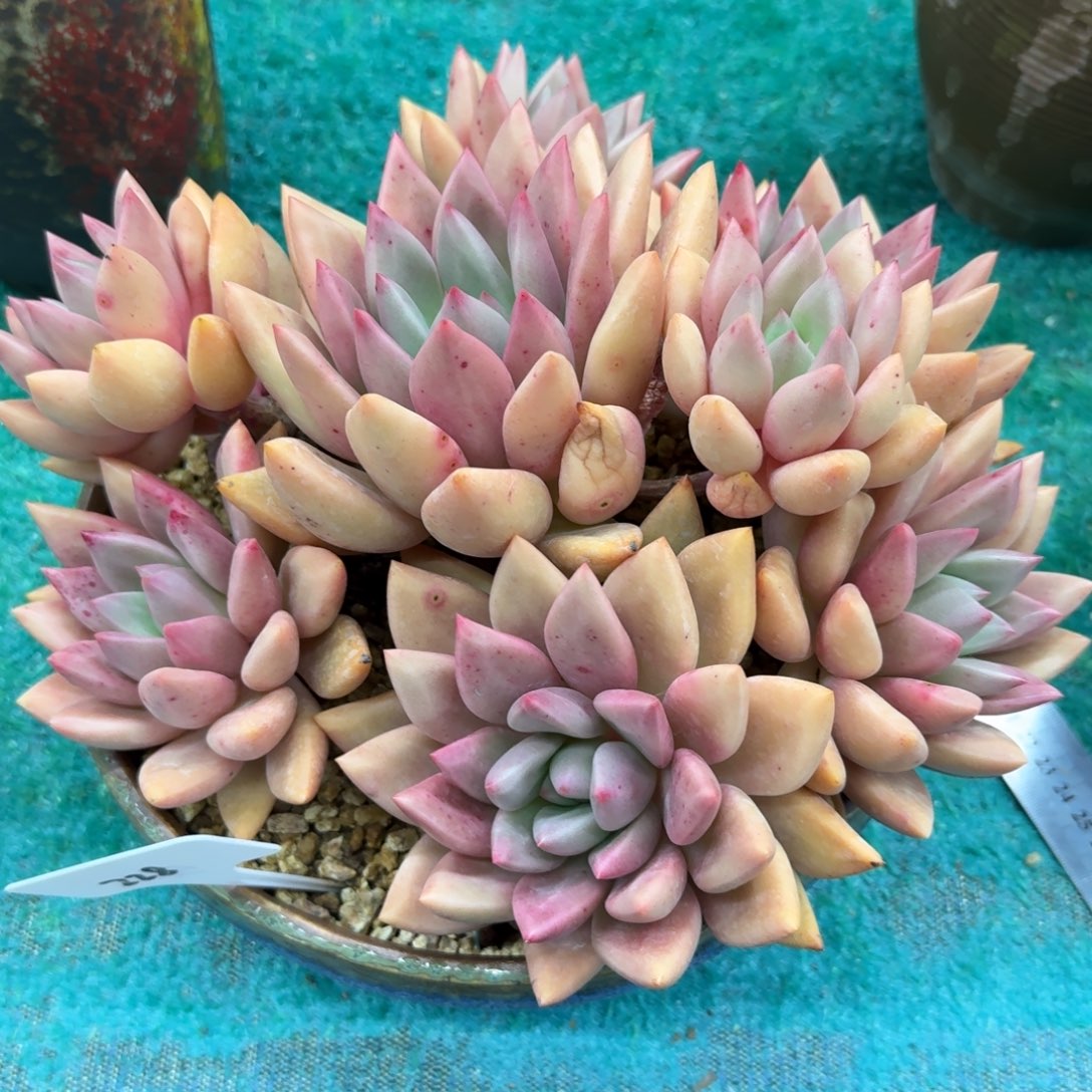 多肉植物多肉植物