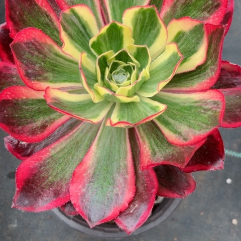 @***r多肉植物魅影锦。