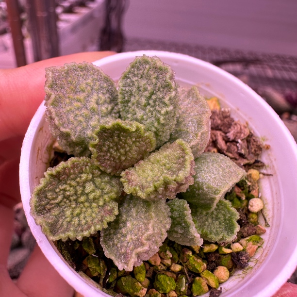 特价 X172-2022多肉水泡 一物一拍