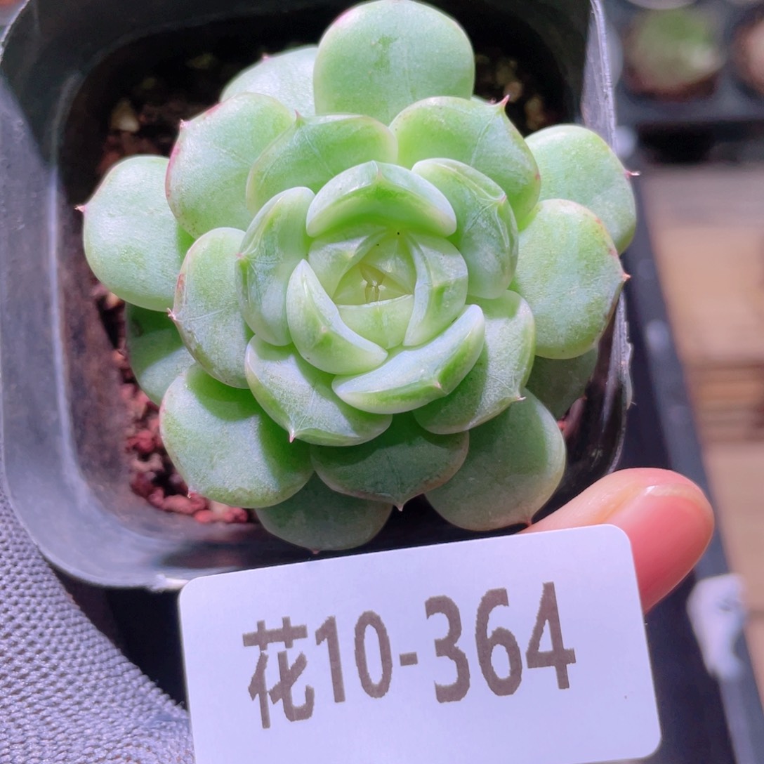 花利美10-364新品