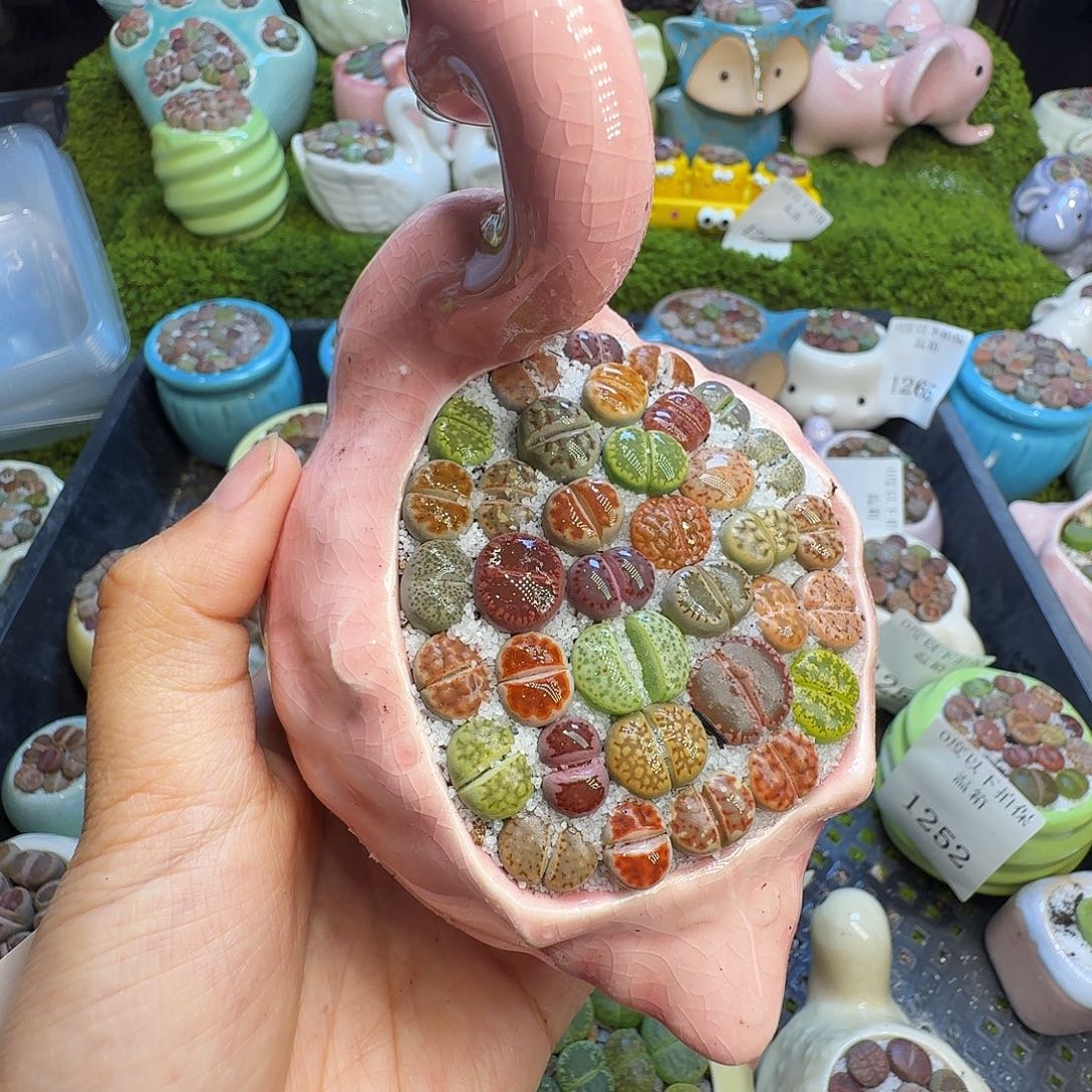 古***怪多肉植物福利冲1273