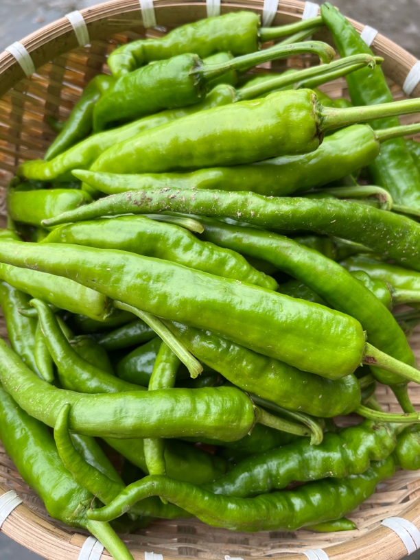 农家新鲜本地老品种辣椒