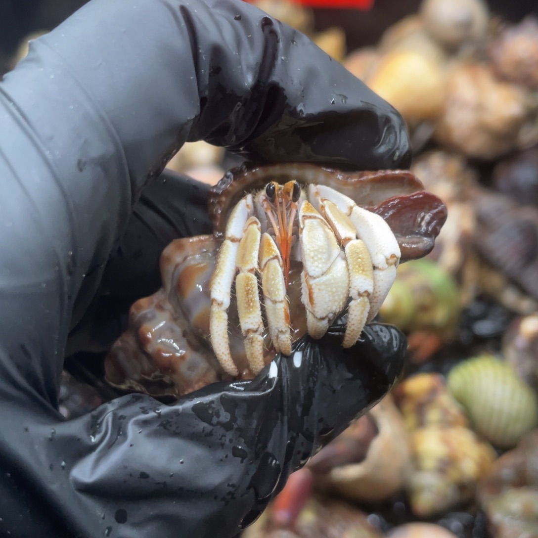 不退不换谢谢支持6