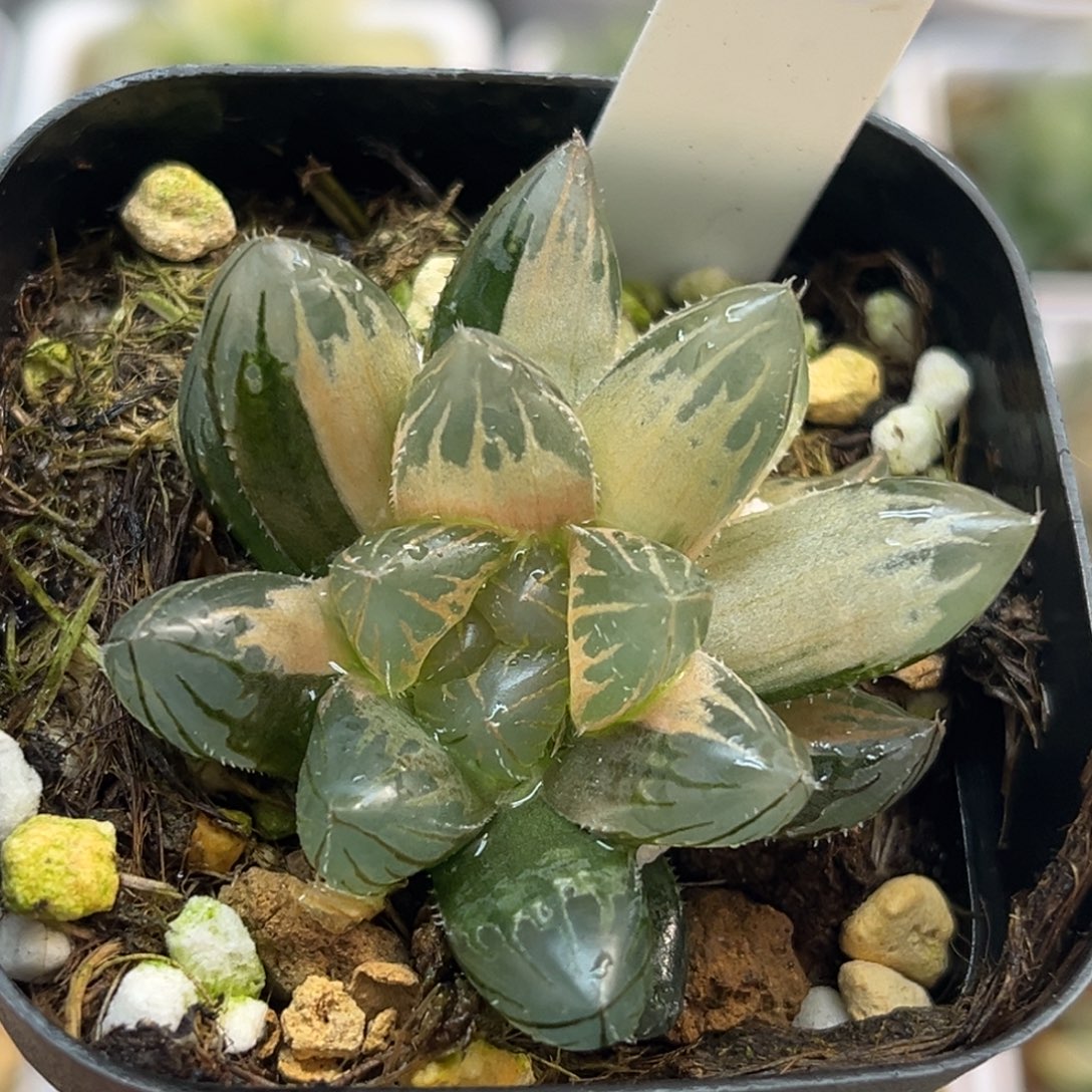 30糊斑龙爪玉露锦完美糊福利专场