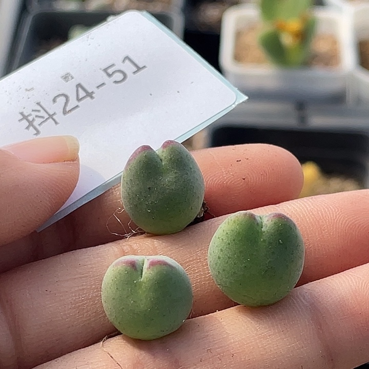 嗯***哼24-51肉锥多肉植物