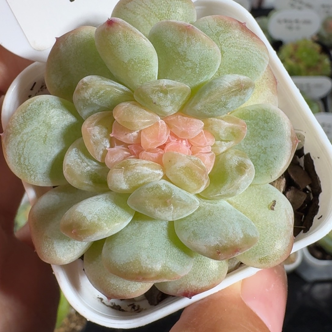 0805-100-玉茗缀化