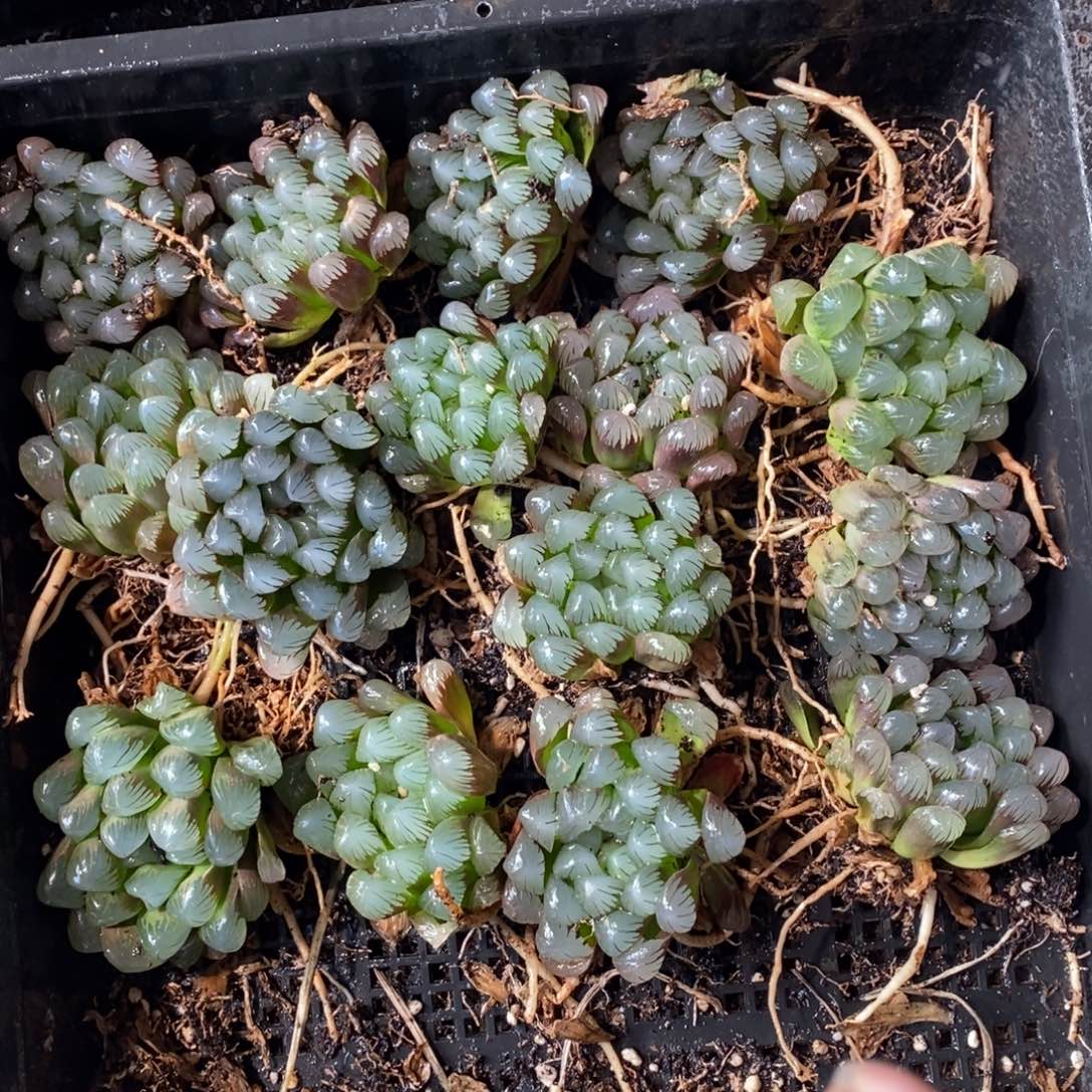 2833 一颗优选实生超大冰灯玉露 元旦整点福利