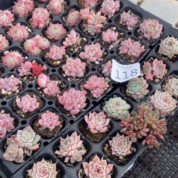 118 多肉植物盆栽花卉